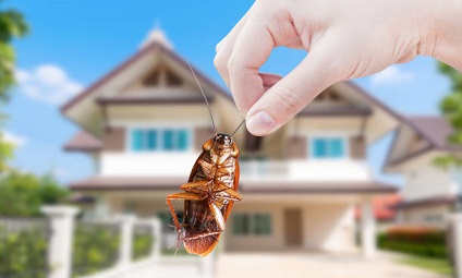Residential Pest Control